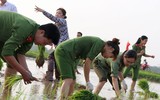 CAH Phú Xuyên hăng hái xuống đồng giúp dân cấy lúa